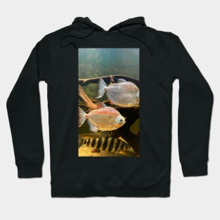 fish in the water Hoodie